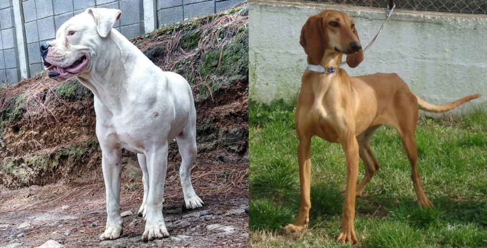 Segugio Italiano vs Dogo Guatemalteco - Breed Comparison
