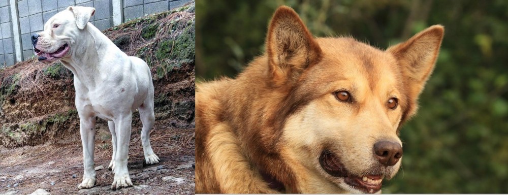Seppala Siberian Sleddog vs Dogo Guatemalteco - Breed Comparison
