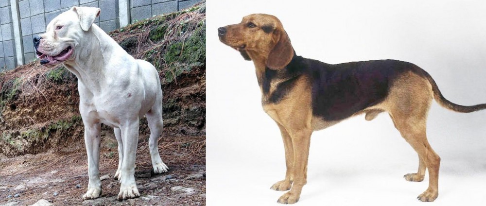 Serbian Hound vs Dogo Guatemalteco - Breed Comparison