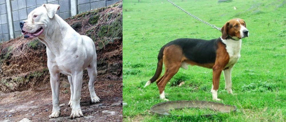 Serbian Tricolour Hound vs Dogo Guatemalteco - Breed Comparison