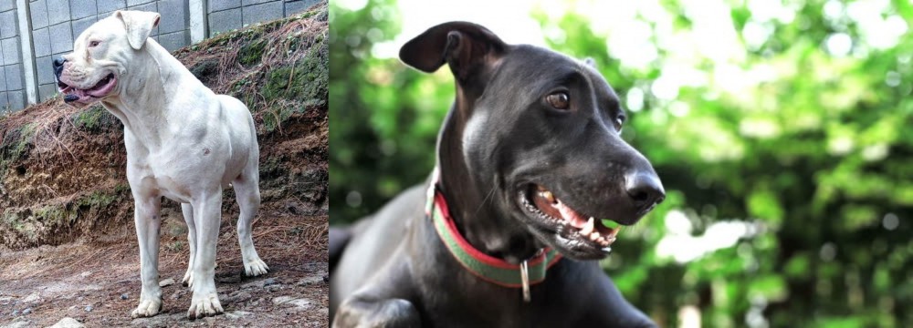 Shepard Labrador vs Dogo Guatemalteco - Breed Comparison