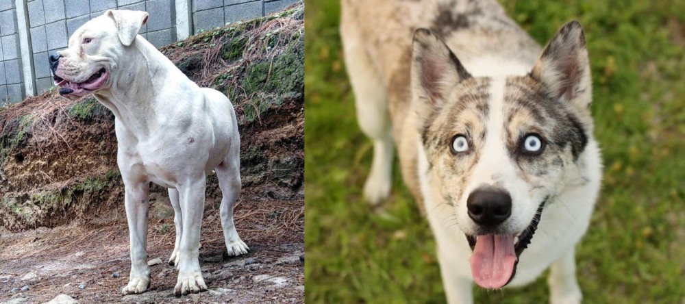 Shepherd Husky vs Dogo Guatemalteco - Breed Comparison
