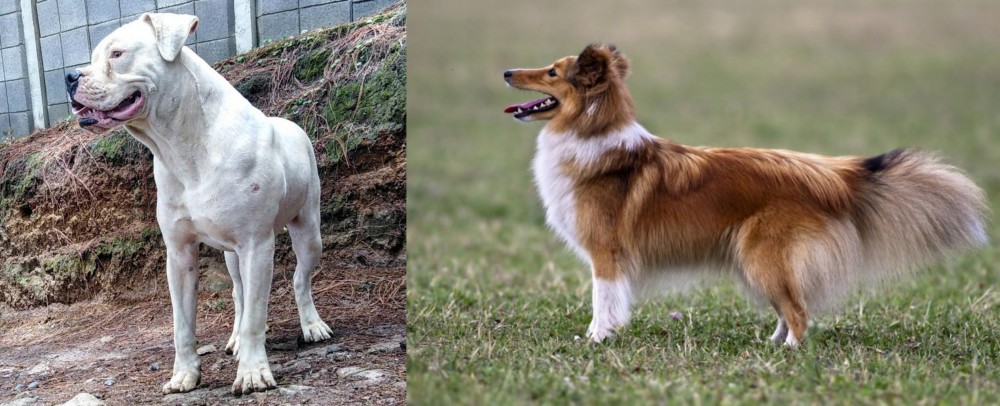 Shetland Sheepdog vs Dogo Guatemalteco - Breed Comparison