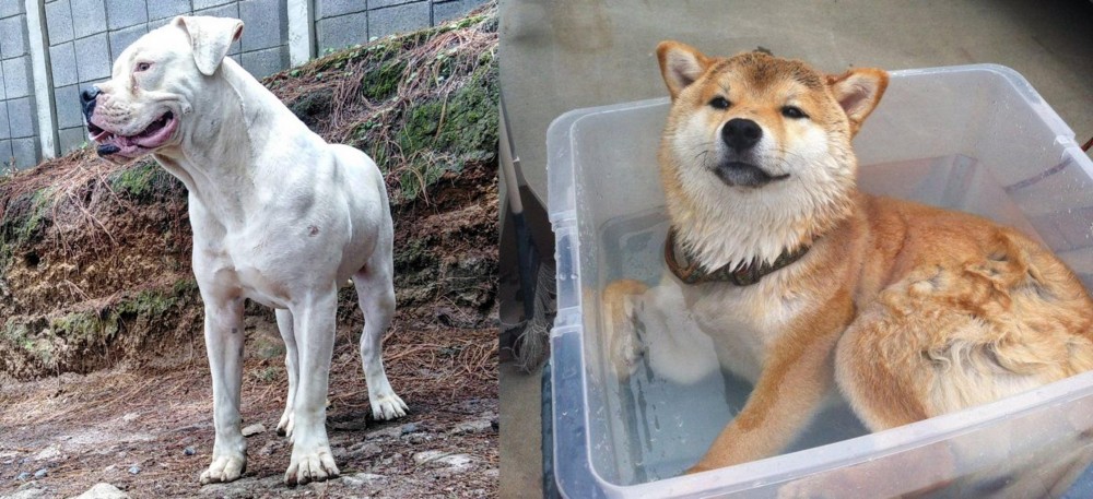 Shiba Inu vs Dogo Guatemalteco - Breed Comparison