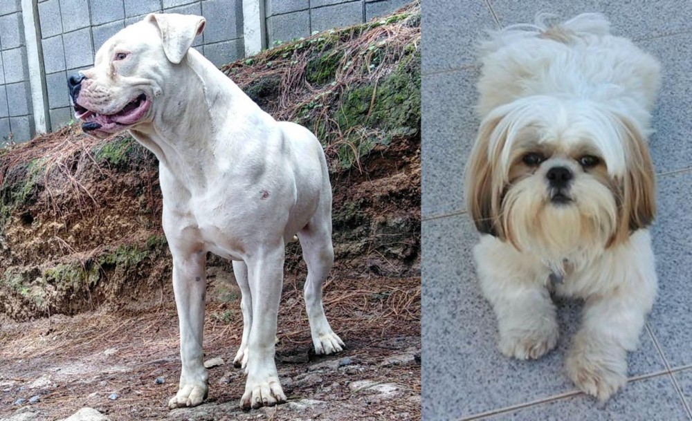 Shih Tzu vs Dogo Guatemalteco - Breed Comparison
