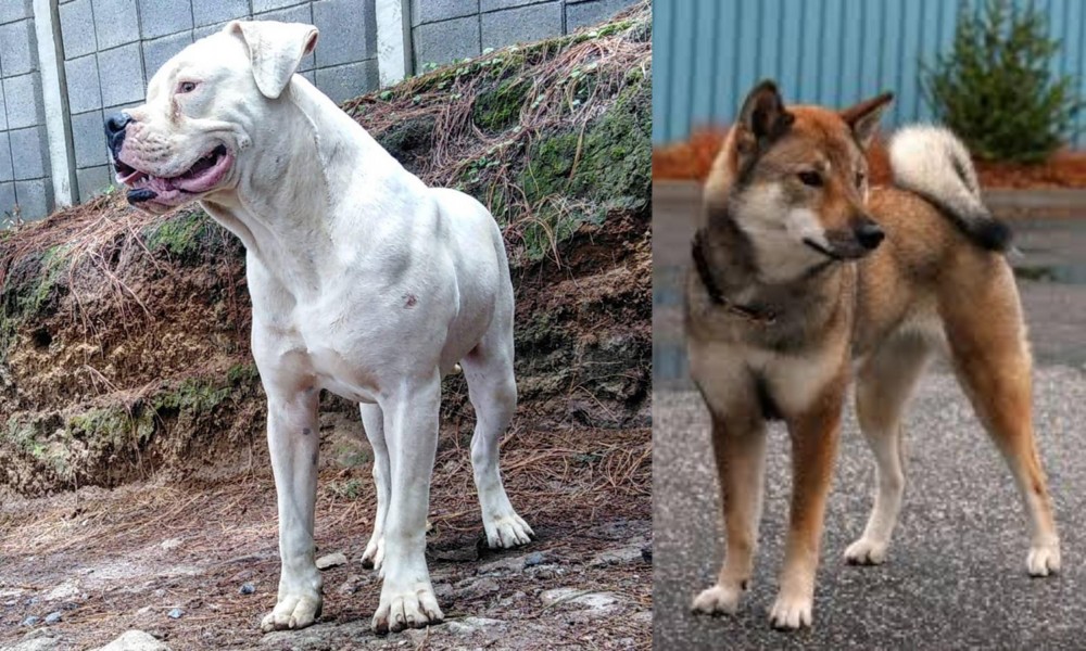 Shikoku vs Dogo Guatemalteco - Breed Comparison