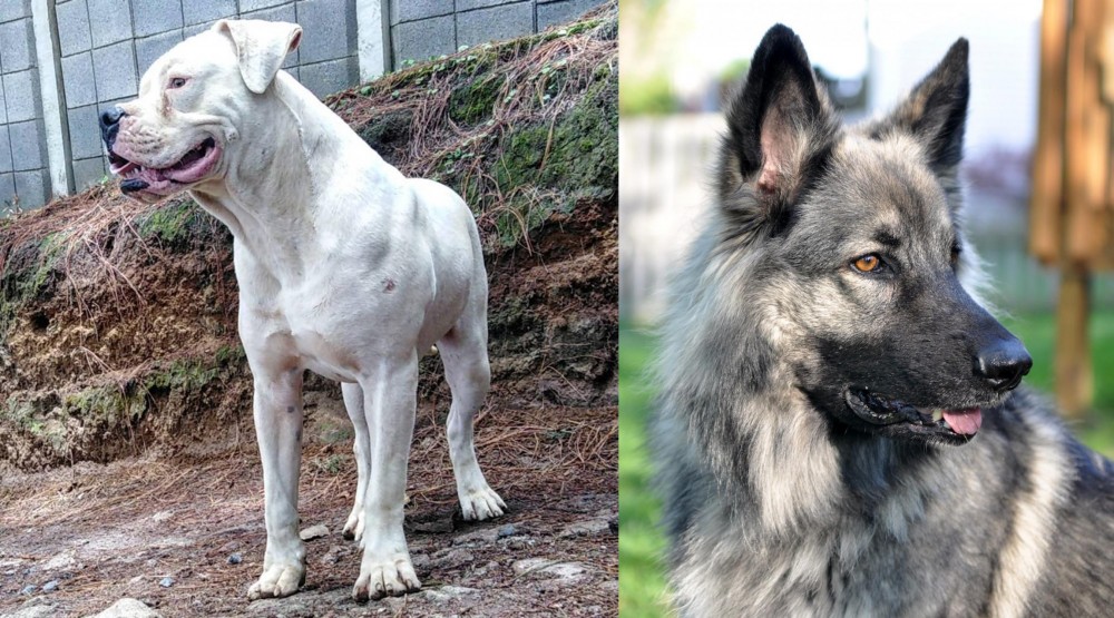 Shiloh Shepherd vs Dogo Guatemalteco - Breed Comparison