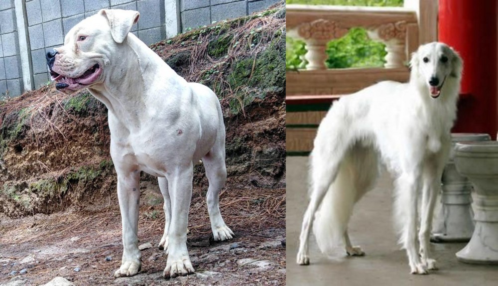 Silken Windhound vs Dogo Guatemalteco - Breed Comparison
