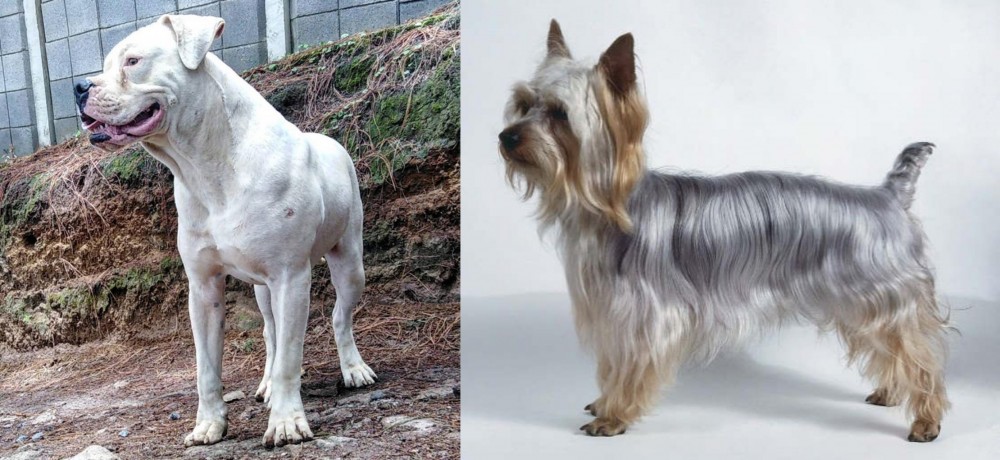 Silky Terrier vs Dogo Guatemalteco - Breed Comparison