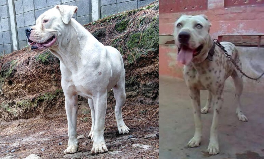 Sindh Mastiff vs Dogo Guatemalteco - Breed Comparison
