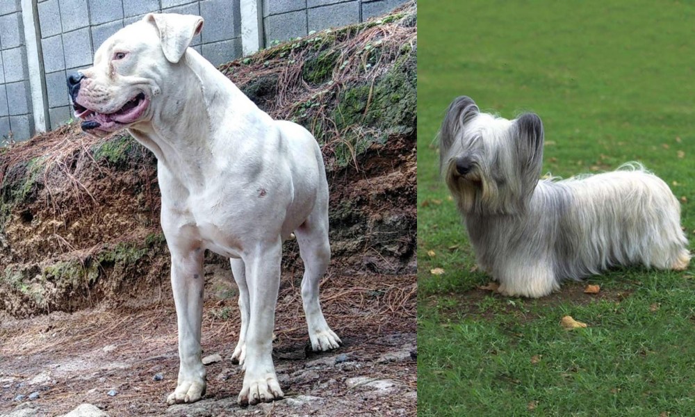 Skye Terrier vs Dogo Guatemalteco - Breed Comparison