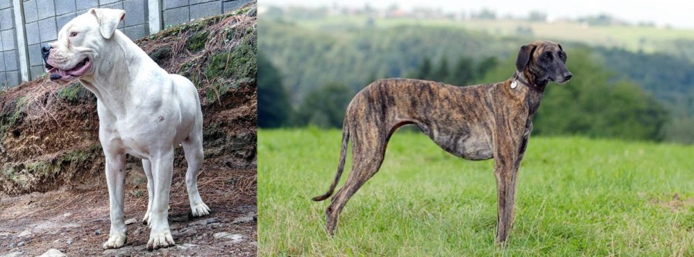 Sloughi vs Dogo Guatemalteco - Breed Comparison