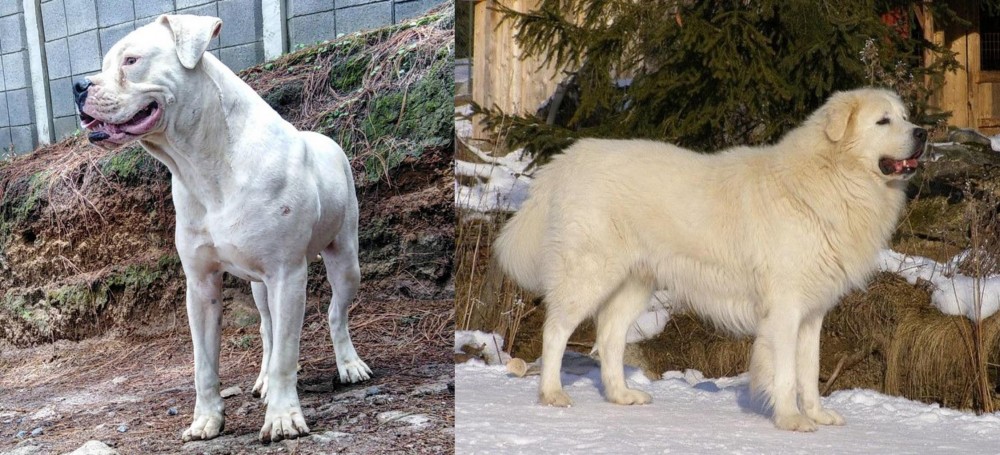 Slovak Cuvac vs Dogo Guatemalteco - Breed Comparison