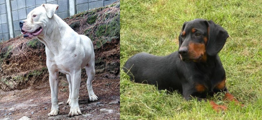 Slovakian Hound vs Dogo Guatemalteco - Breed Comparison