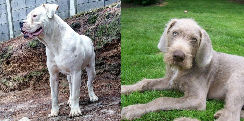 Slovakian Rough Haired Pointer vs Dogo Guatemalteco - Breed Comparison