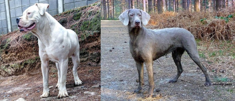 Slovensky Hrubosrsty Stavac vs Dogo Guatemalteco - Breed Comparison