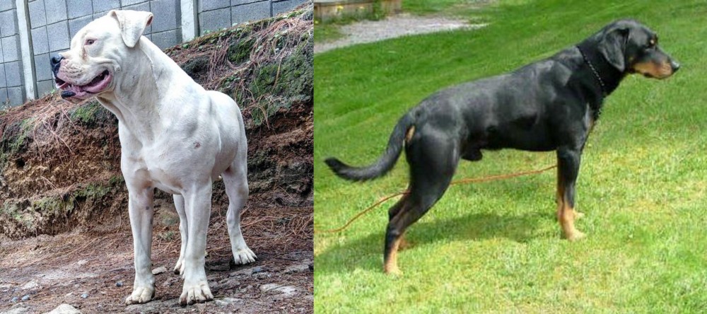 Smalandsstovare vs Dogo Guatemalteco - Breed Comparison