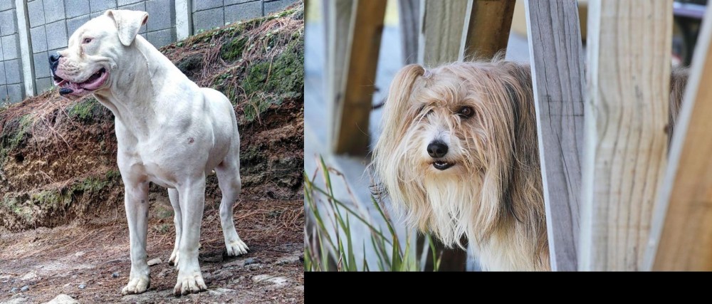 Smithfield vs Dogo Guatemalteco - Breed Comparison