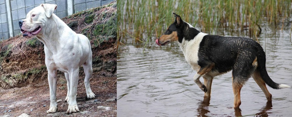 Smooth Collie vs Dogo Guatemalteco - Breed Comparison