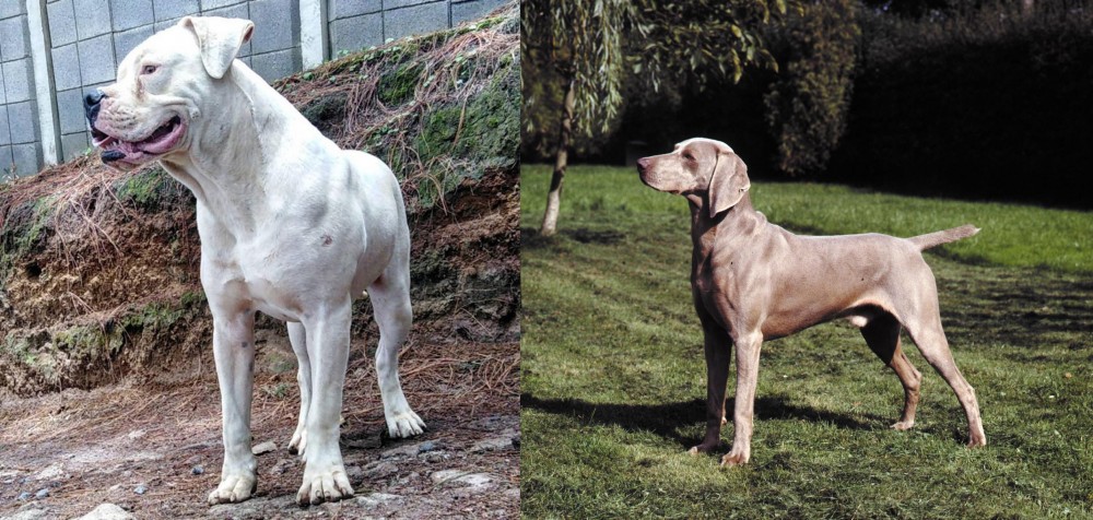 Smooth Haired Weimaraner vs Dogo Guatemalteco - Breed Comparison
