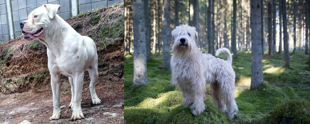 Soft-Coated Wheaten Terrier vs Dogo Guatemalteco - Breed Comparison