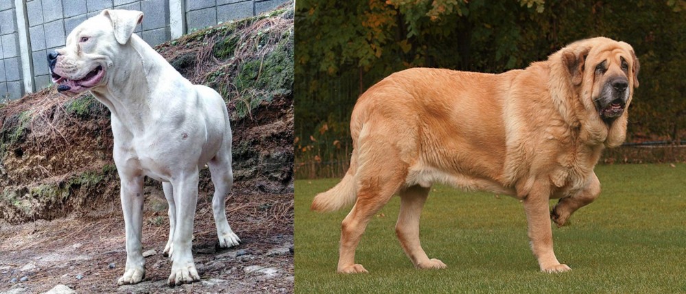 Spanish Mastiff vs Dogo Guatemalteco - Breed Comparison