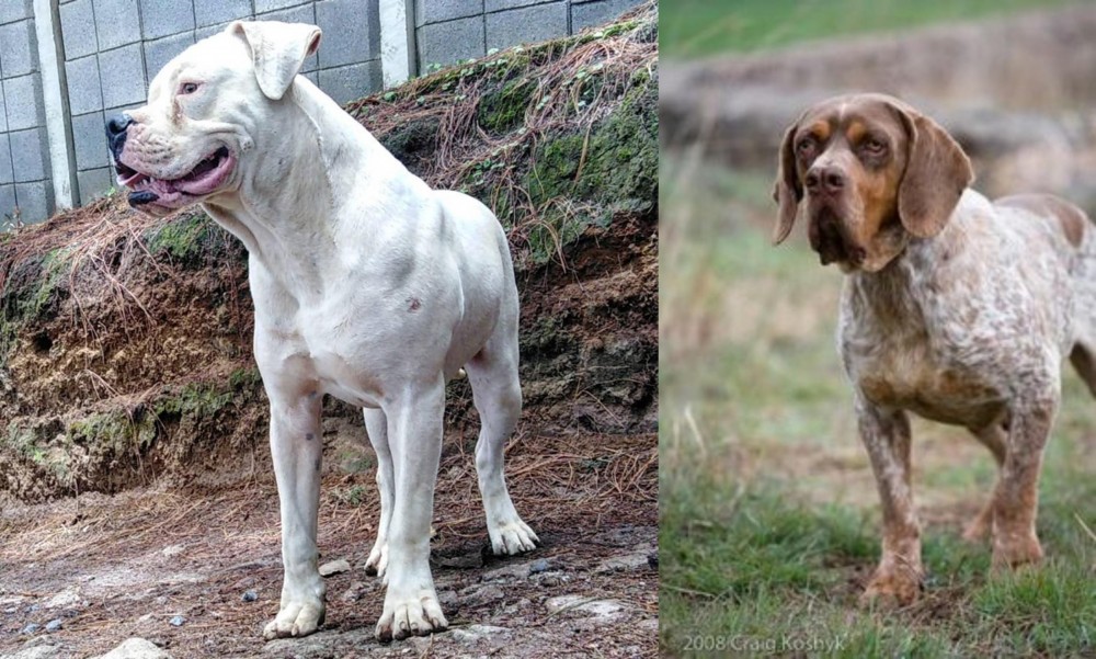 Spanish Pointer vs Dogo Guatemalteco - Breed Comparison