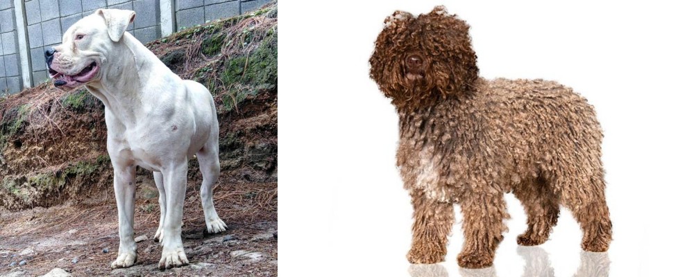 Spanish Water Dog vs Dogo Guatemalteco - Breed Comparison