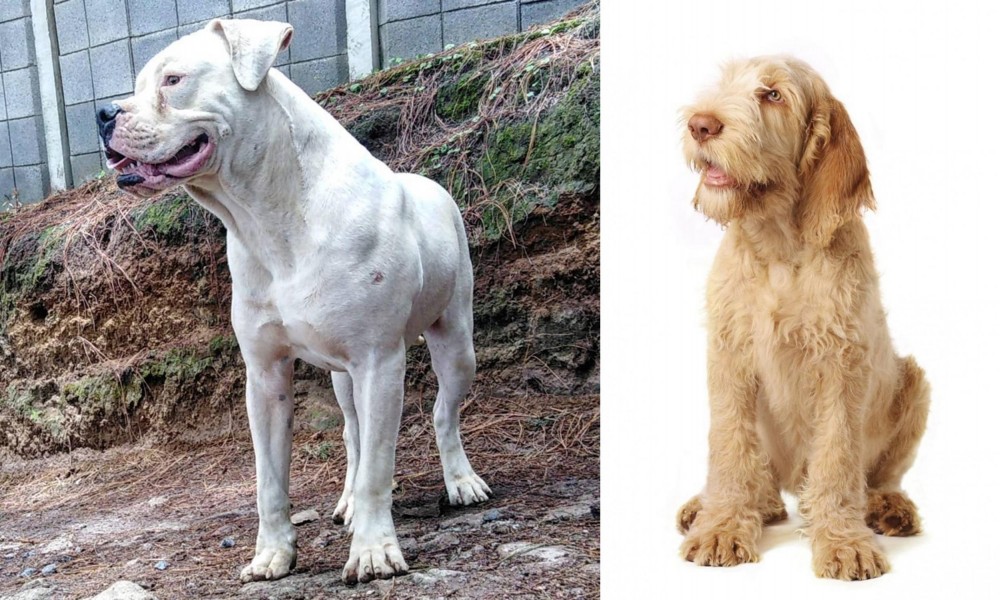 Spinone Italiano vs Dogo Guatemalteco - Breed Comparison