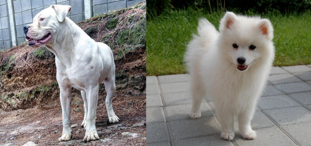 Spitz vs Dogo Guatemalteco - Breed Comparison