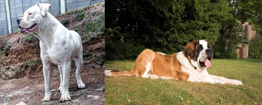 St. Bernard vs Dogo Guatemalteco - Breed Comparison