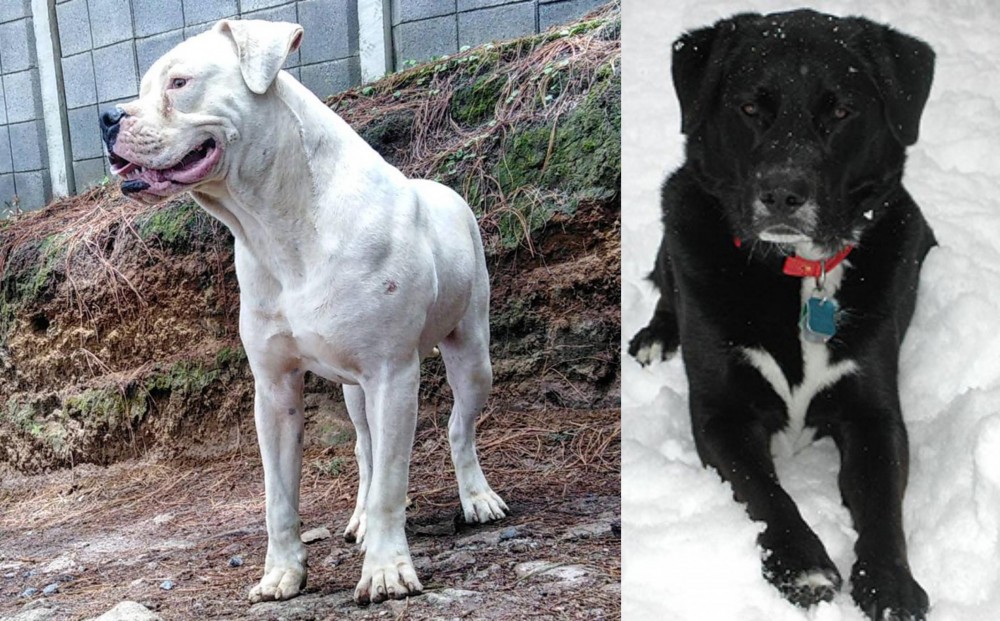 St. John's Water Dog vs Dogo Guatemalteco - Breed Comparison