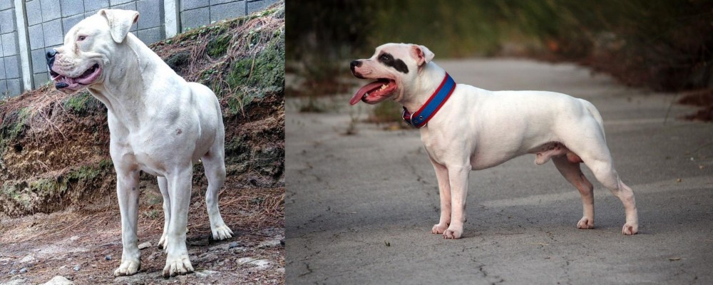 Staffordshire Bull Terrier vs Dogo Guatemalteco - Breed Comparison