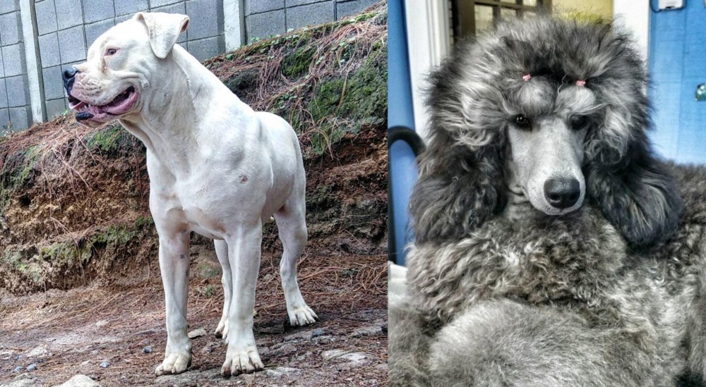 Standard Poodle vs Dogo Guatemalteco - Breed Comparison