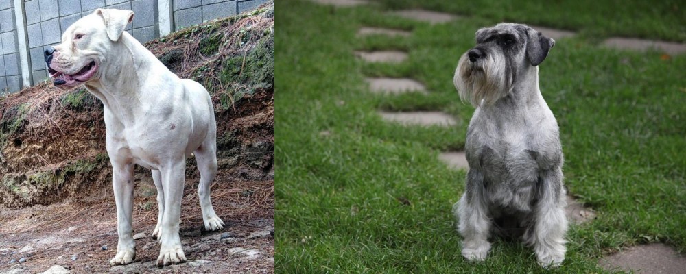 Standard Schnauzer vs Dogo Guatemalteco - Breed Comparison
