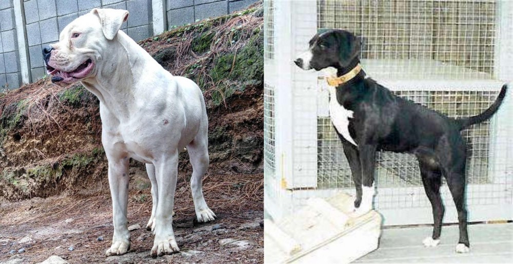 Stephens Stock vs Dogo Guatemalteco - Breed Comparison
