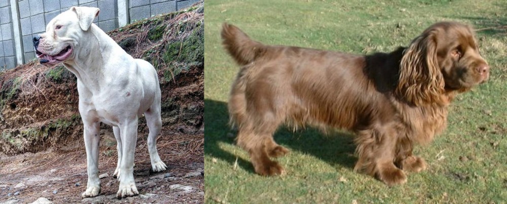 Sussex Spaniel vs Dogo Guatemalteco - Breed Comparison