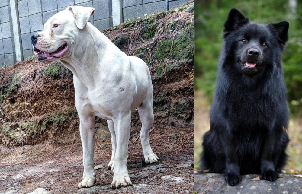 Swedish Lapphund vs Dogo Guatemalteco - Breed Comparison