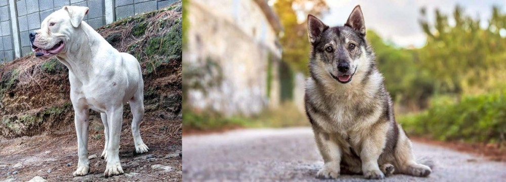 Swedish Vallhund vs Dogo Guatemalteco - Breed Comparison