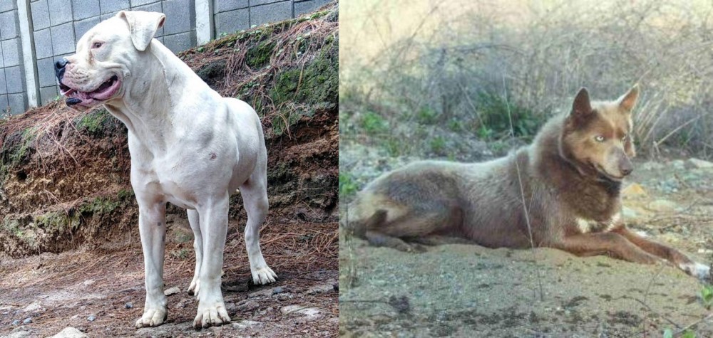 Tahltan Bear Dog vs Dogo Guatemalteco - Breed Comparison