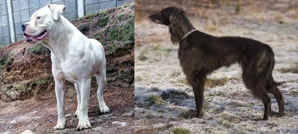 Taigan vs Dogo Guatemalteco - Breed Comparison