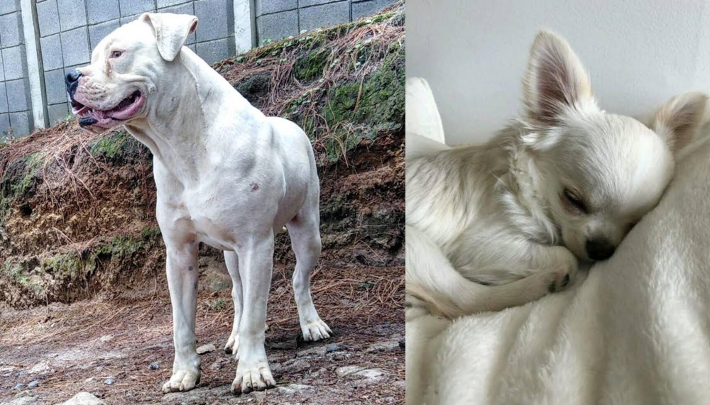 Tea Cup Chihuahua vs Dogo Guatemalteco - Breed Comparison
