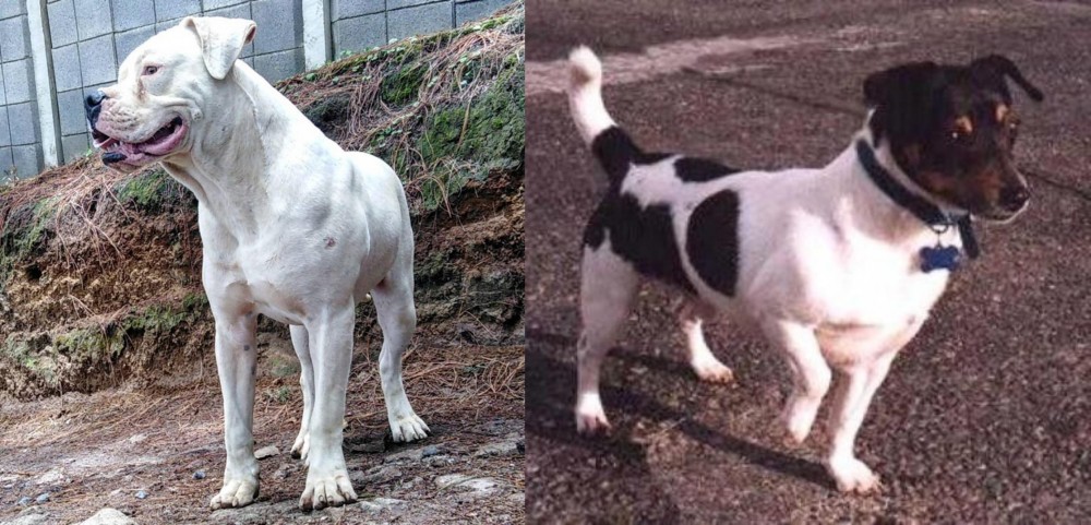 Teddy Roosevelt Terrier vs Dogo Guatemalteco - Breed Comparison