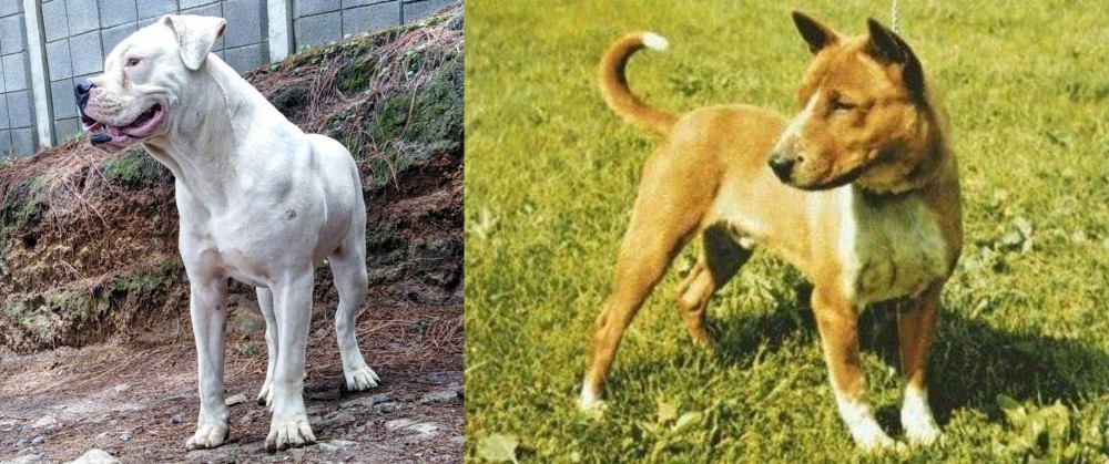 Telomian vs Dogo Guatemalteco - Breed Comparison
