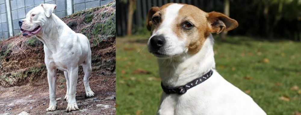 Tenterfield Terrier vs Dogo Guatemalteco - Breed Comparison