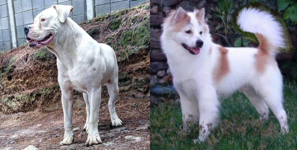 Thai Bangkaew vs Dogo Guatemalteco - Breed Comparison