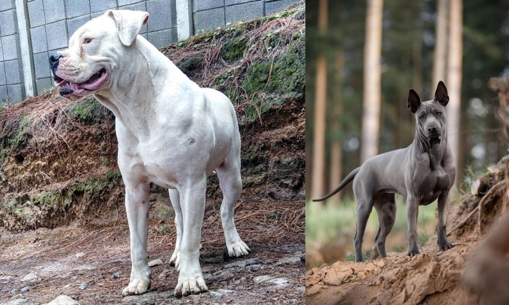 Thai Ridgeback vs Dogo Guatemalteco - Breed Comparison