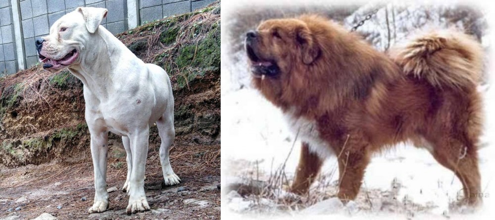 Tibetan Kyi Apso vs Dogo Guatemalteco - Breed Comparison