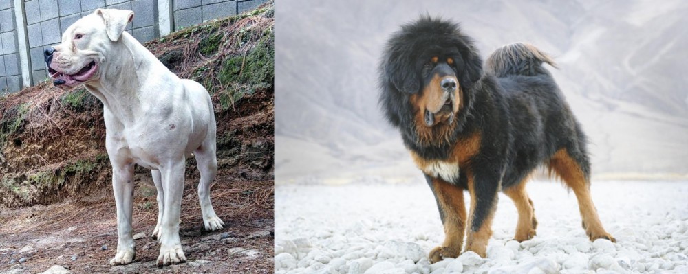 Tibetan Mastiff vs Dogo Guatemalteco - Breed Comparison
