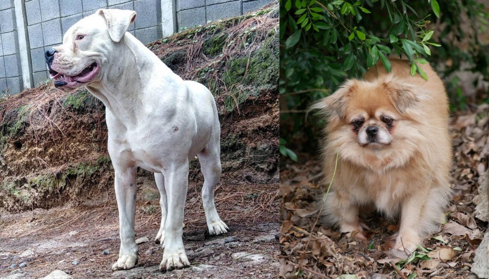Tibetan Spaniel vs Dogo Guatemalteco - Breed Comparison